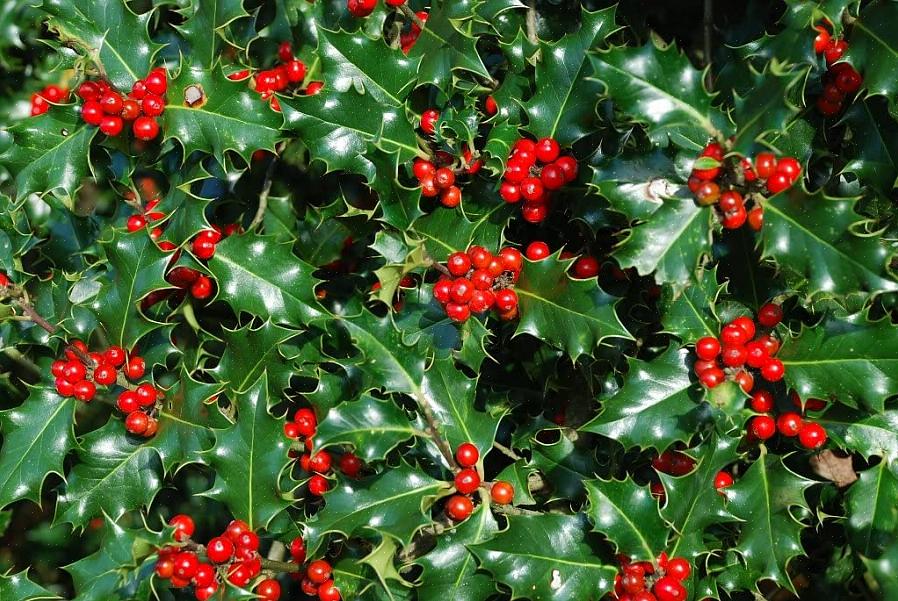 צמחי הולי (Ilex spp.) הם מגרש מגוון