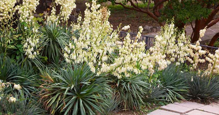 אתה יכול לשתול את Yucca filamentosa באזורי קשיחות USDA 5 עד 10