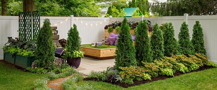 "הקוטב הצפוני" arborvitae הוא שם המותג של שיח המכונה טכנית Thuja occidentalis 'Art Boe'