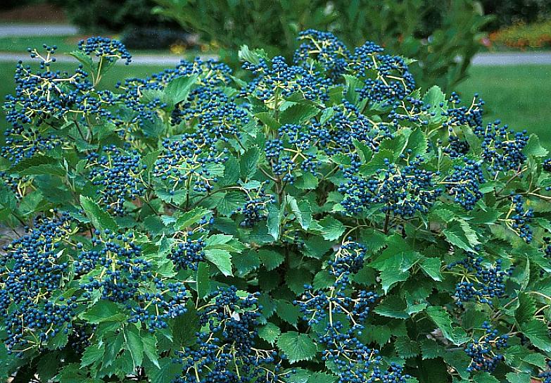 חיפושית עלה הוויברנום (Pyrrhalta viburni) הפכה לבעיה גדולה עבור הוויברנים באירופה ובצפון אירופה