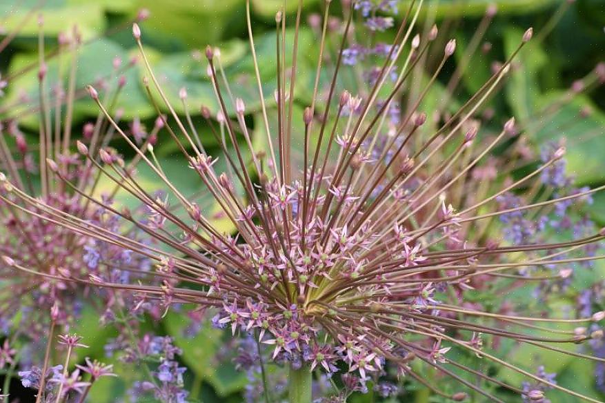 Allium schubertii יוערך על ידי מי שאוהב לעבוד עם או להציג חומר צמחי מיובש