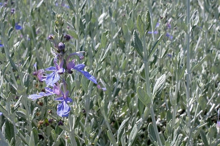 קיר גרמני (Teucrium chamaedrys או