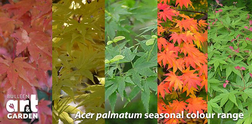 'פיגמי קונארה' (Acer palmatum 'Coonara Pygmy')