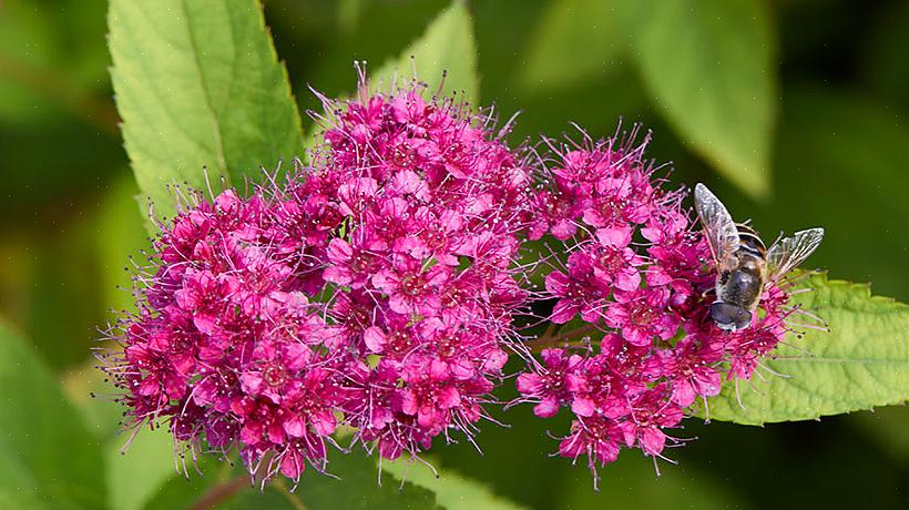 אך לעתים קרובות תראה Spiraea x bumalda Neon Flash המשמש גם כשמו הבוטני (פלאש ניאון הוא שם הזן)
