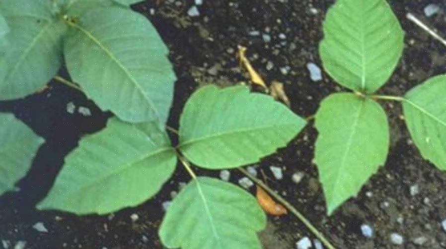 Rhus diversilobum דומה יותר במראהו לקיסוס ארסי