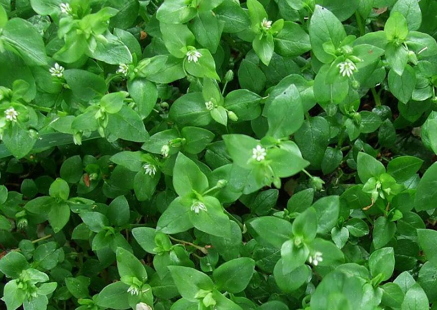 העלים הכתושים של עלה רחב או צמח "מצוי" (Plantago major) יכולים לשמש כמשחה להקלה על עקיצות דבורים