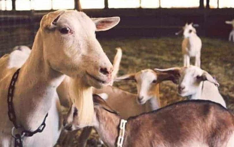 אנשים רבים בעסקי העיזים אומרים שגידול מלאי רבייה הוא הצורה הכי פחות רווחית של שמירת עזים
