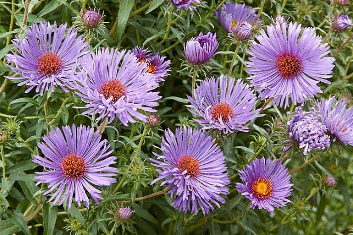 אסטרות ניו אינגלנד (Symphyotrichum novae-angliae) הן אולי הסוג המפורסם ביותר של אסטר