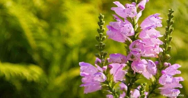 הצמח הצייתני (Physostegia virginiana) קיבל את שמו הנפוץ מכיוון שאפשר לכופף את הפרחים האישיים לכל כיוון