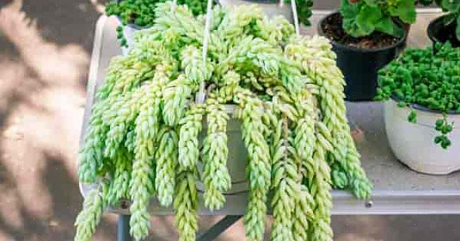 זנב החמור עסיסי (Sedum morganianum) הוא עסיסי נגרר פופולרי וקל לגידול עם שורות של עלים בשרניים ובצורת טיפת