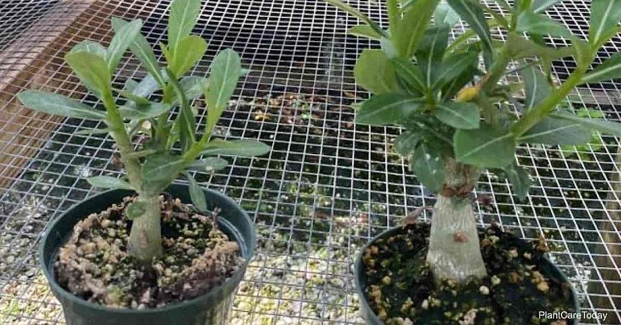 שושנת המדבר (Adenium obesum) הוא צמח מרשים עם גבעולים עסיסיים ופרחים אדומים עמוקים