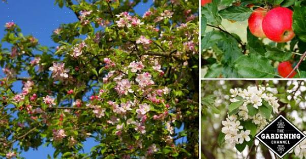 עצי תפוח (Malus spp.) וצמחים אחרים ממשפחת הוורדים