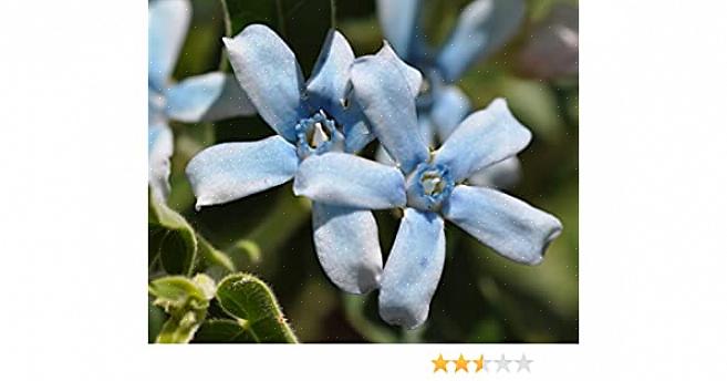ניתן לגדל את טווידיה בקלות מזרעים