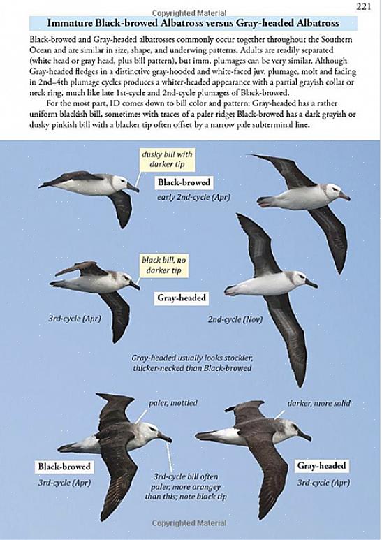 וכולם ממשפחת הציפורים של Alcidae