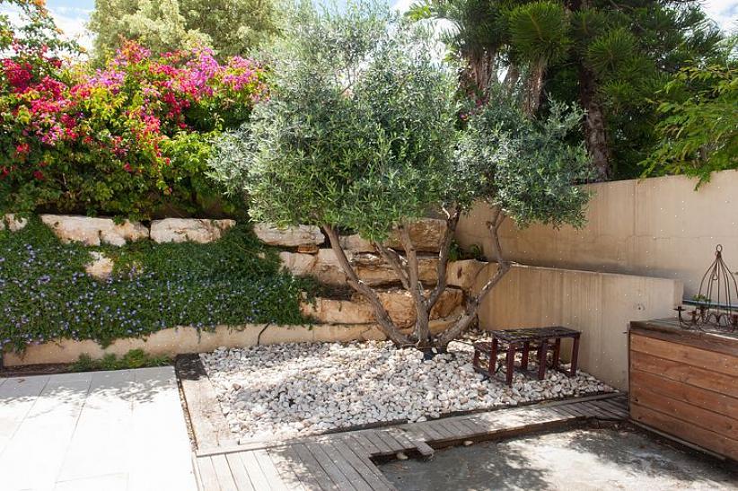 עצי זית נטולי פרי יפרחו באביב עם אשכולות פרחים צהבהבים-לבנים