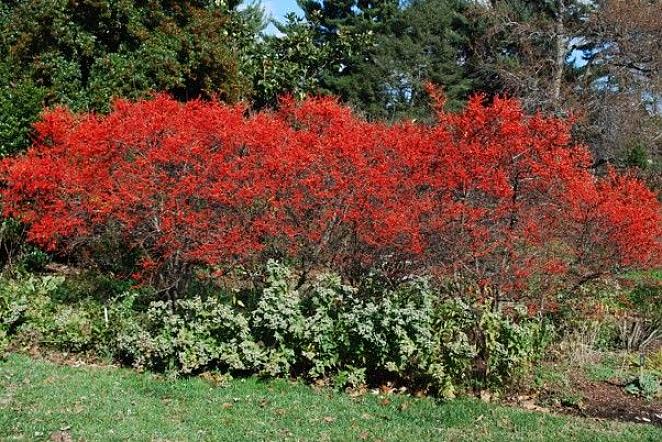 או Winterberry הוא הילי הטבעי שלנו