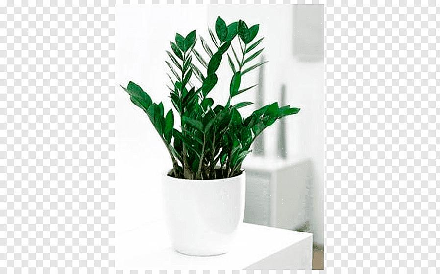 אם אתם מתכננים לגדל את Zamia furfuracea