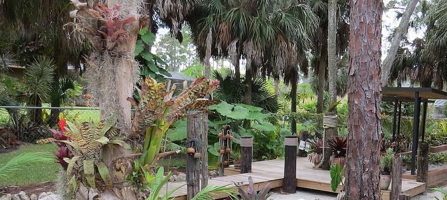 Bromeliads יכול להיות או epiphytic (גדל באוויר)