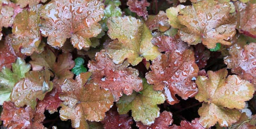 Heuchera עושה טוב במיטות מוגבהות