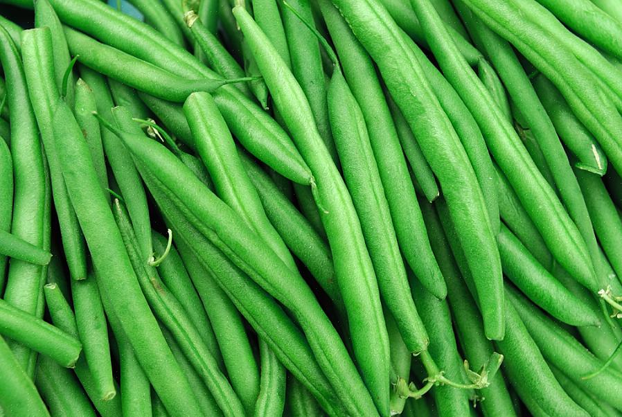 Top Crop bush מציע תרמילים עגולים