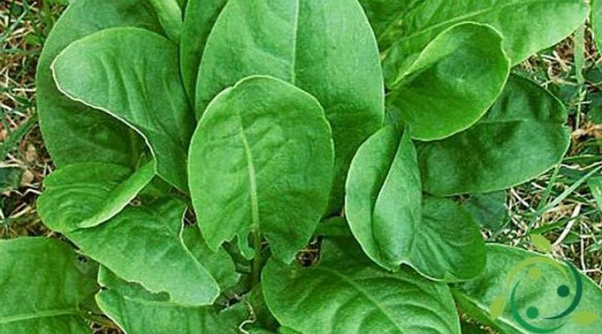 2 המינים הנפוצים ביותר הם חמציץ גן (Rumex acestosa) וחומצה צרפתית (Rumex scutatus)