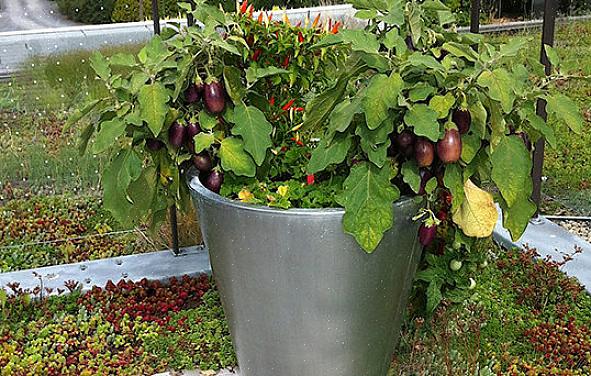 קל לגדל חצילים וחלק מהזנים כל כך יפים שהם יכולים לשמש כנוי