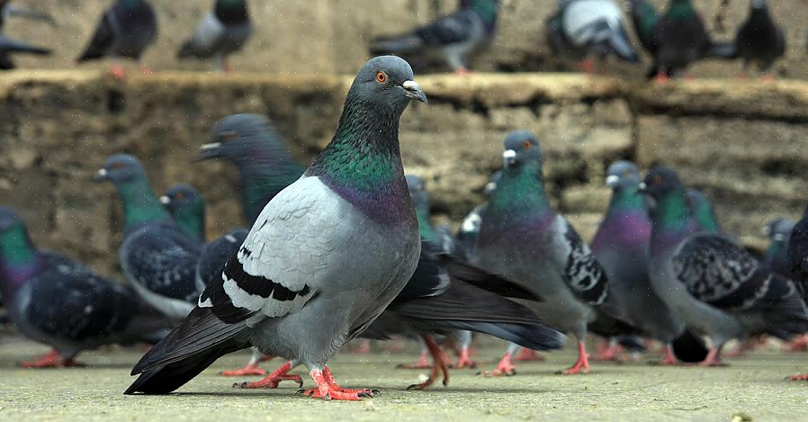 הוספת חוט מצופה סביב מאכלי ציפורים קיימים יכולה גם לכלול ציפורים בריוניות תוך מתן אפשרות לציפורים קטנות