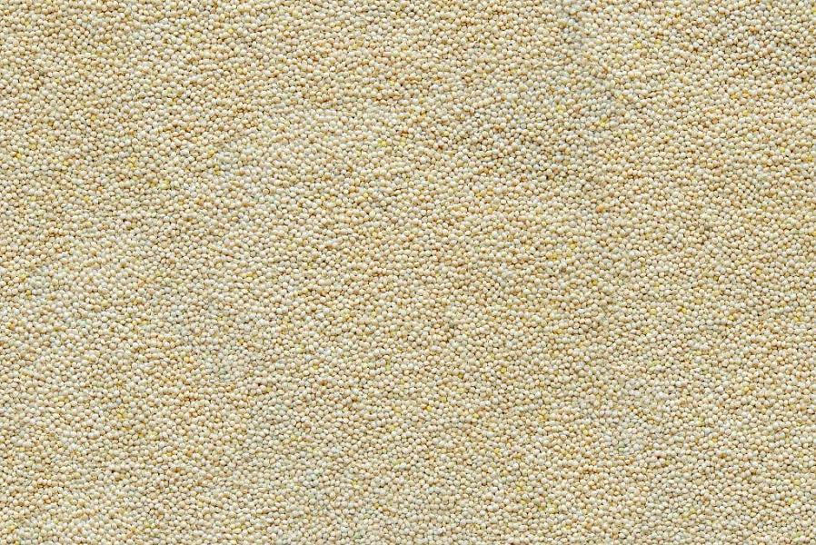 דוחן (Panicum miliaceum) הוא גרגר עמילני קטן וקל לגידול ולקציר