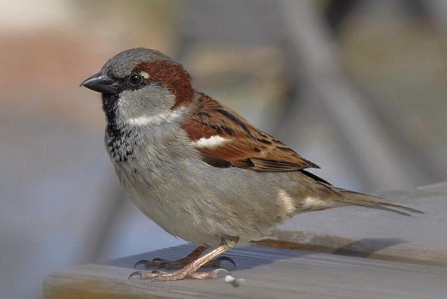 קל להבחין בין הדרור המוכתר לבן (Zonotrichia leucophrys) בעזרת תבנית ראש "שודד" נועזת של פסים עבים בשחור-לבן