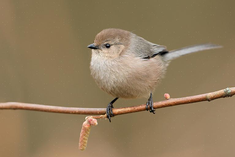 בית גידול והפצה של Bushtit