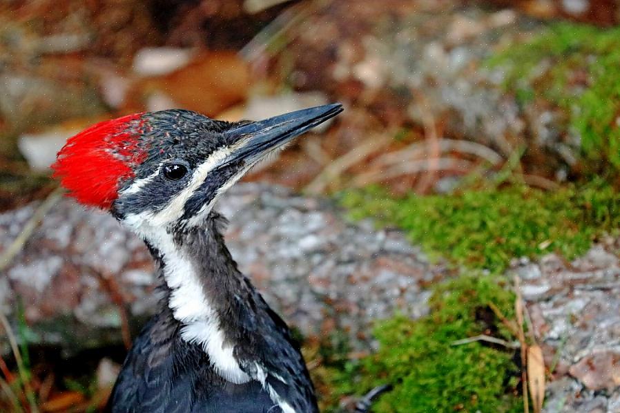 נקר Pileated לעומת